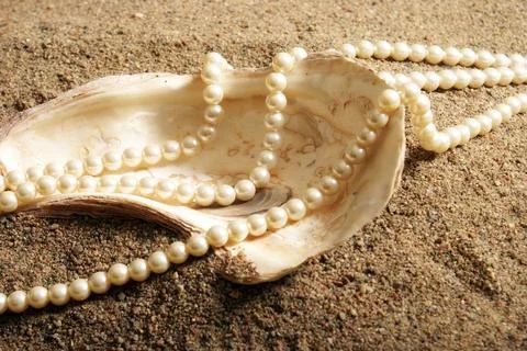 Oyster Shell Stock Photos