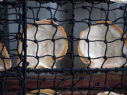 Oyster Shell Stock Photos