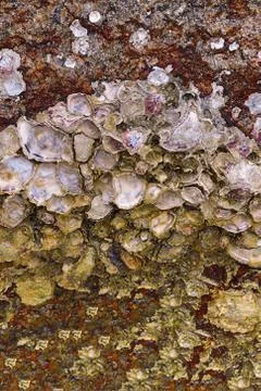Oyster shell on stone open matte mother-of-pearl surface marine design wild Stock Photos