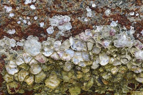 Oyster shell on stone open matte mother-of-pearl surface marine design Stock Photos
