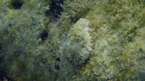 Oyster shell on stone seabed. Stock Footage 154394642