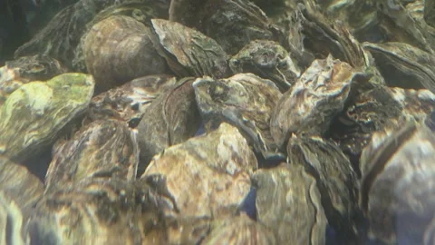Oyster Shell Texture Seafood Closeup Natural Raw Rough Brown Background Stock Footage 337974684