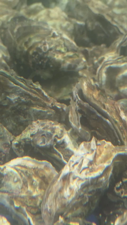 Oyster Shell Texture Seafood Closeup Natural Raw Rough Brown Background Stock Footage 337974689