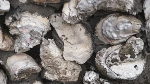Oyster shell walls, is where the ancient architectural features of Shenzhen Stock Footage 56891911