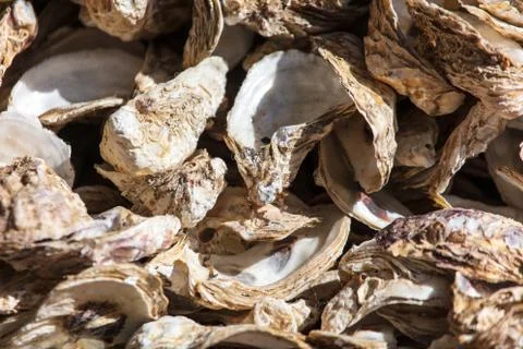 Oyster shells as an abstract background Foto stock