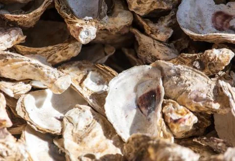 Oyster shells as an abstract background Stock Photos