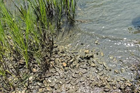 Oyster Shells and Marsh Grass on Waters Edge Stock Photos