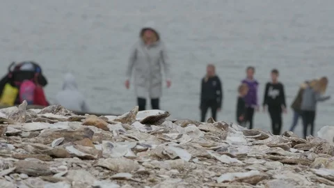 Oyster Shells covering Whitstable Seafront beach with visiting tourists Stock Footage 88412818