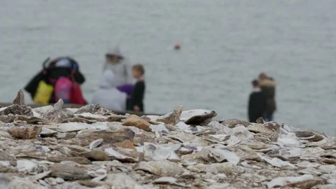 Oyster Shells covering Whitstable Seafront beach with visiting tourists Video stock 88412994