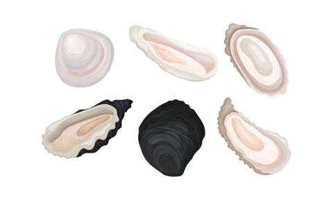 Oyster Shells of Different Shapes Vector Set Stock Illustration