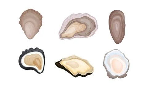Oyster Shells of Different Shapes Vector Set Illustrazione stock