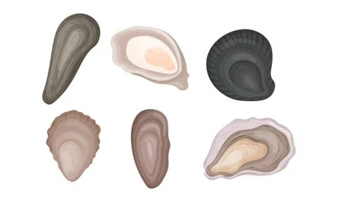 Oyster Shells of Different Shapes Vector Set Stock Illustration