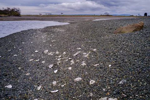 Oyster shells exposed at low tide in saltwater lagoon, Vancouver Island, Canada Stock Photos