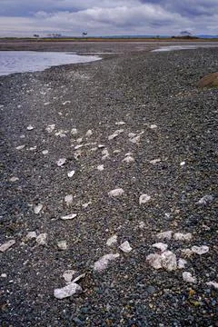 Oyster shells exposed at low tide in saltwater lagoon, Vancouver Island, Canada Stock Photos