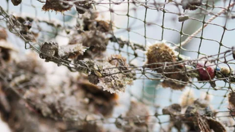 Oyster shells in fishing nets. Vídeos de archivo 303724279