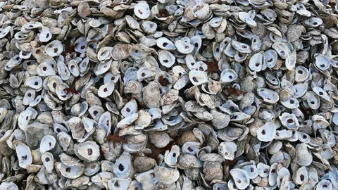 Oyster Shells 動画素材 167296937