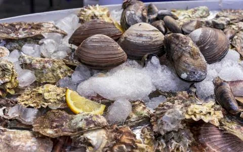 Oyster shells with ice and lemon on the counter of a fish shop. Foto stock