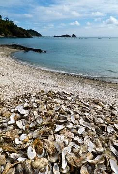 Oyster shells lay on the beach of Cancale Brittany France Stock Photos