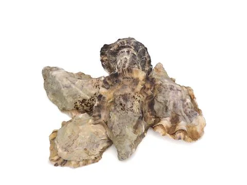 Oyster shells, oyster shells after clam shells at the market. Stock Photos