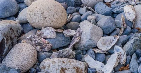 Oyster shells on pebble beach Stock Photos