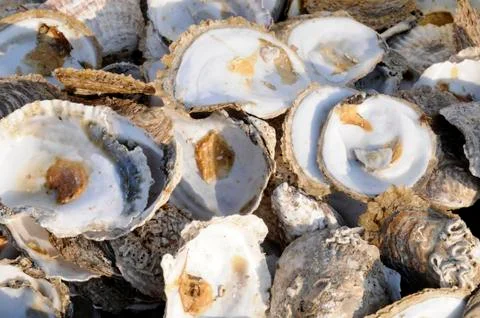 Oyster shells Foto stock