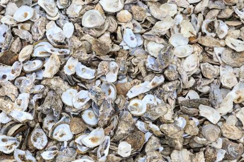 Oyster Shells Stock Photos