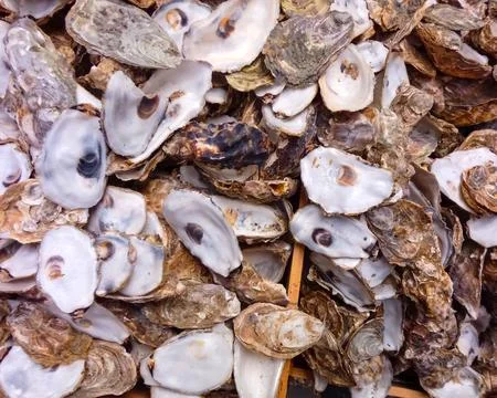 Oyster Shells Stock Photos