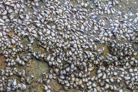 Oyster shells on stone 스톡 사진