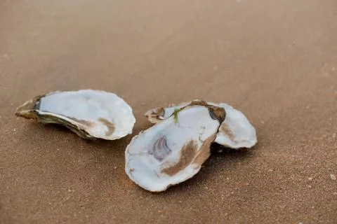 Oyster shells on the surf line with sand on the sea beach, as a concept of Foto stock