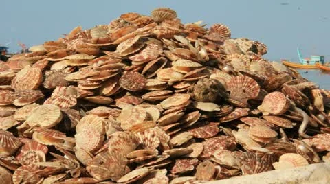 Oyster Shells Time lapse Stock Footage 18172094