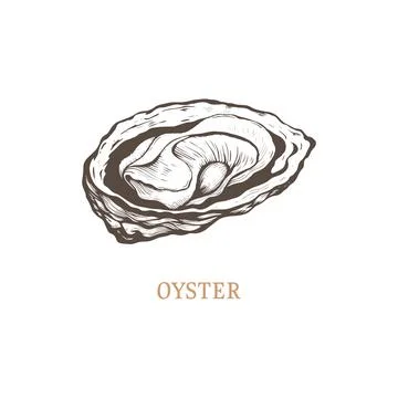 Oyster sketch vector illustration. Stock Illustration