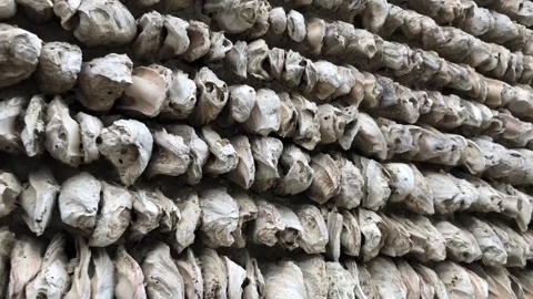Oyster wall in the old town Stock Footage 135666088
