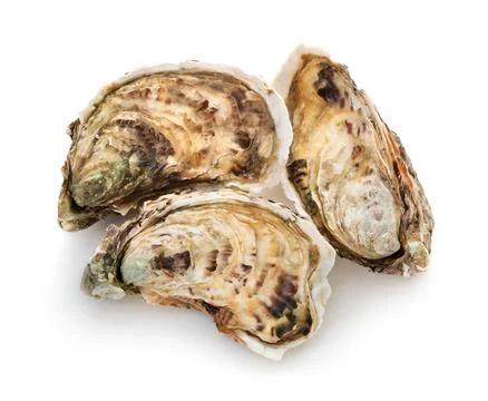 Oyster on white background Stock Photos