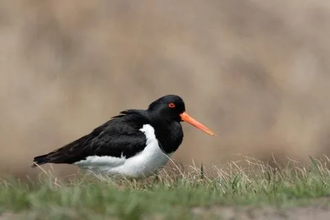 Oystercatcher 2 Stock Photos