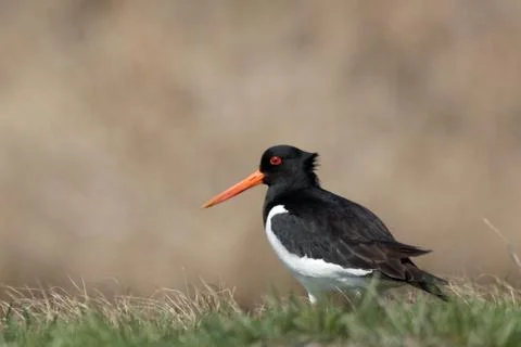 Oystercatcher 3 Stock Photos