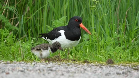 Oystercatcher and chick Stock Footage 337018616