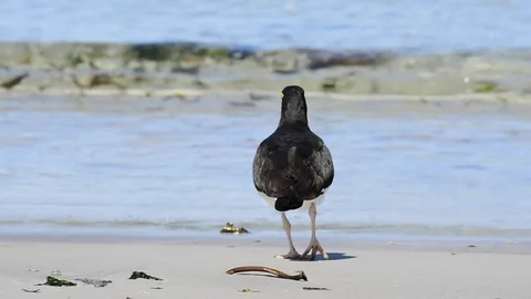 Oystercatcher on the beach Stock Footage 87961954
