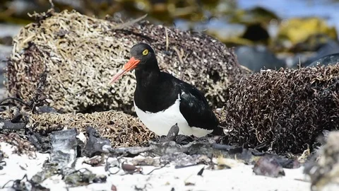 Oystercatcher on the beach Stock Footage 90367099