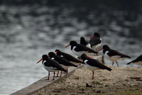 Oystercatcher birds lined up on the bank of a lake in Oss, Netherlands Stock Photos