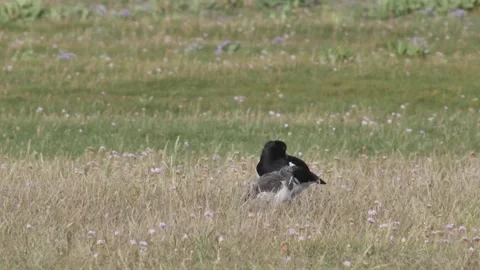 Oystercatcher with chick Stock Footage 158506959