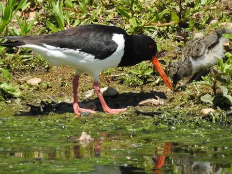 Oystercatcher with chick Stock Photos