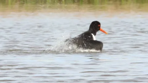 Oystercatcher cleaning itself in water Stock Footage 11068151