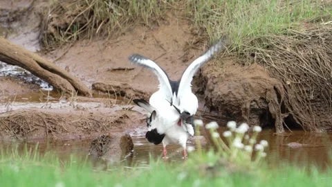 Oystercatcher copulation behavior – Norway Stock Footage 337018639