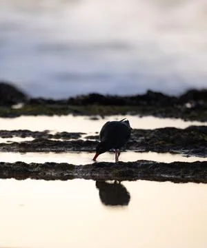 Oystercatcher Drinking with Reflection in Rock Pool Fotos de archivo
