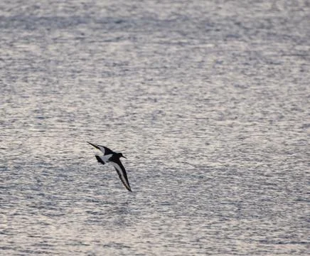 Oystercatcher in flight Stock Photos