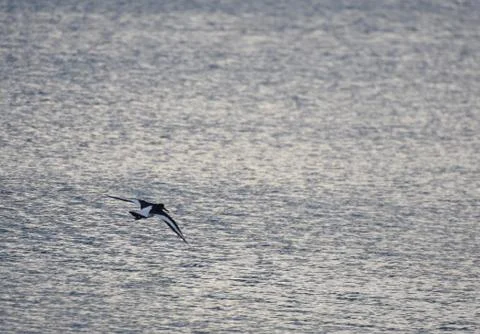 Oystercatcher in flight Stock Photos