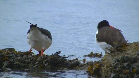 Oystercatcher 스톡 동영상 500479