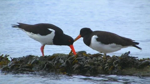 Oystercatcher 库存影片 500515