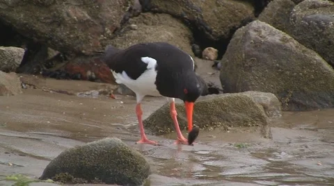 Oystercatcher Stock Footage