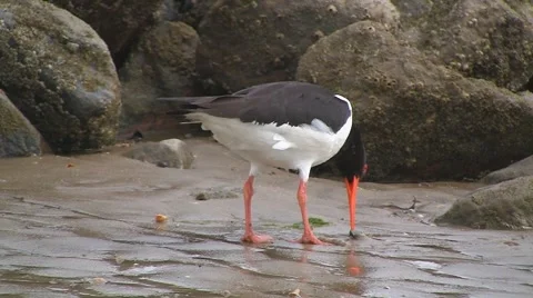 Oystercatcher Stock Footage 5466054
